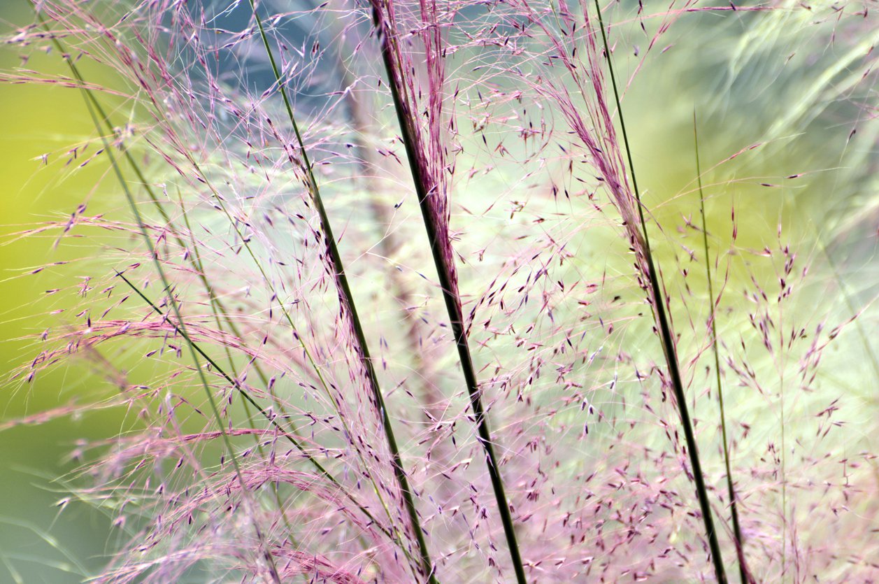 PRZYOSTNICA włosowata MUHLENBERGIA CAPILLARIS - 3