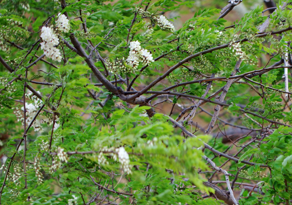 Morwa FULL SEASONS - 3