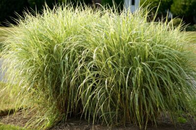 Trzęślica modra VARIEGATA