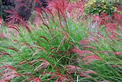 Miskant chiński ROTFEDER