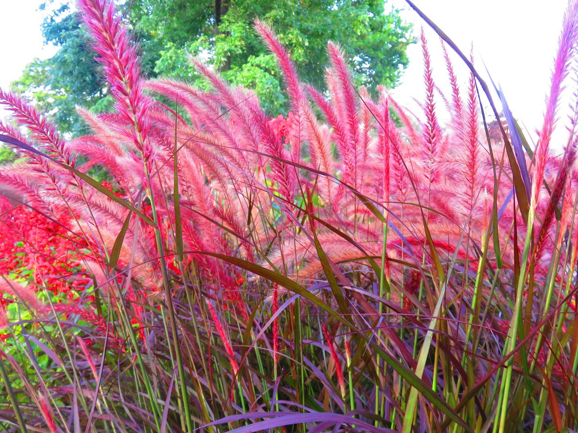 Miskant chiński ROTFEDER - 3