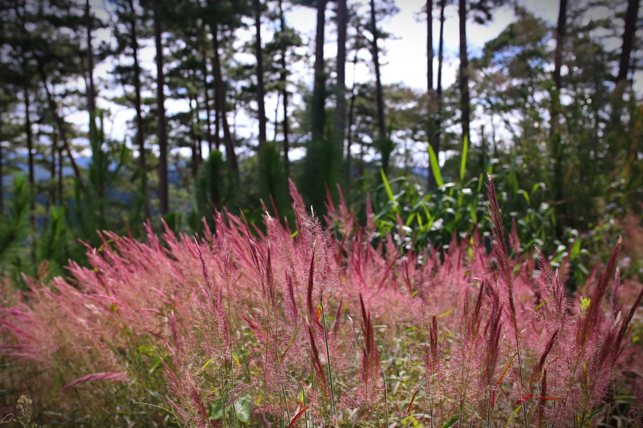 Miskant chiński ROTFEDER - 4