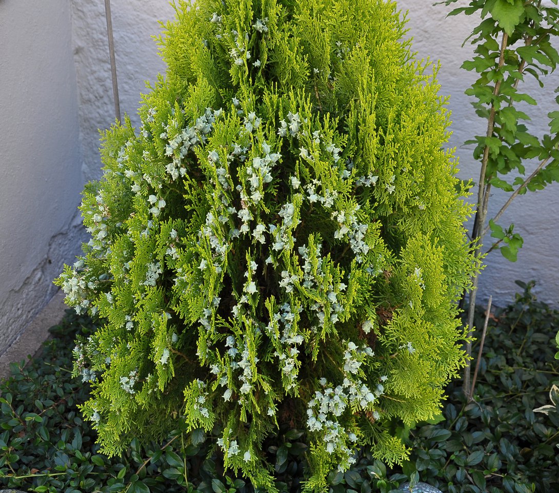 Tuja thuja wchodnia ATAG - 1