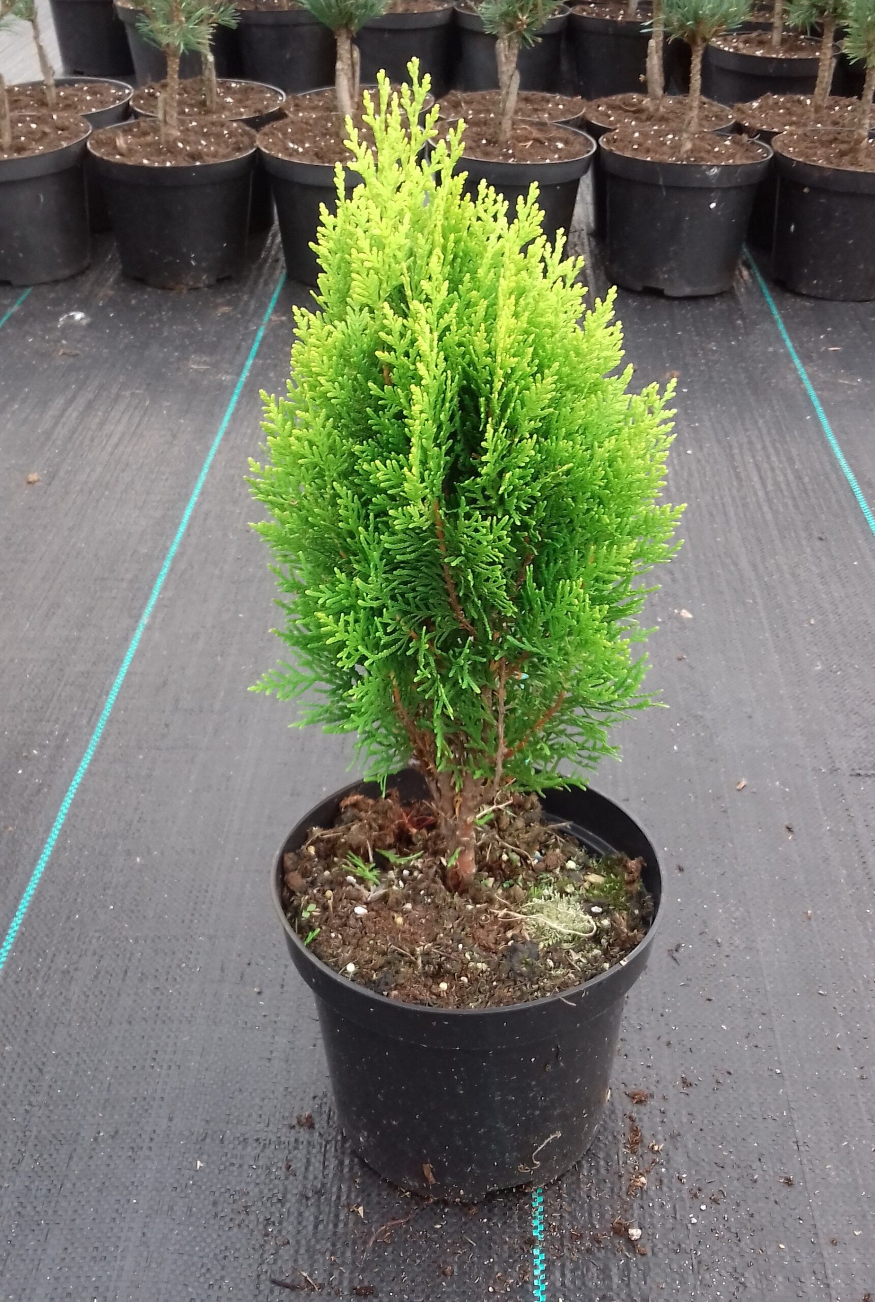 Tuja thuja wchodnia ATAG - 2