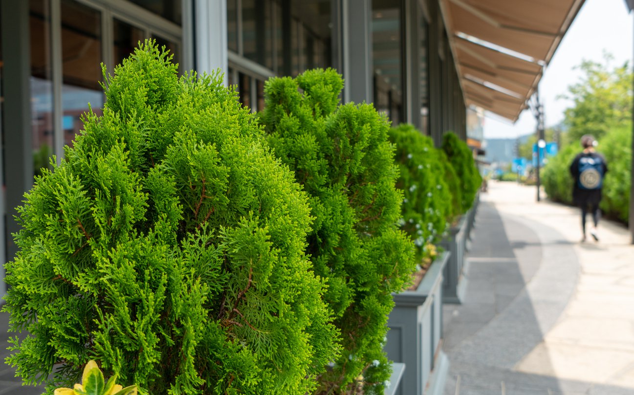 Tuja thuja wchodnia ATAG - 3