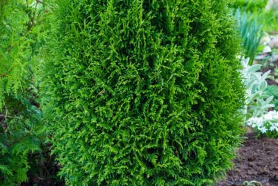 Tuja thuja wchodnia ATAG