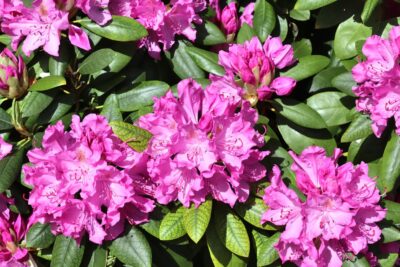 Azalia japońska ROSALIND