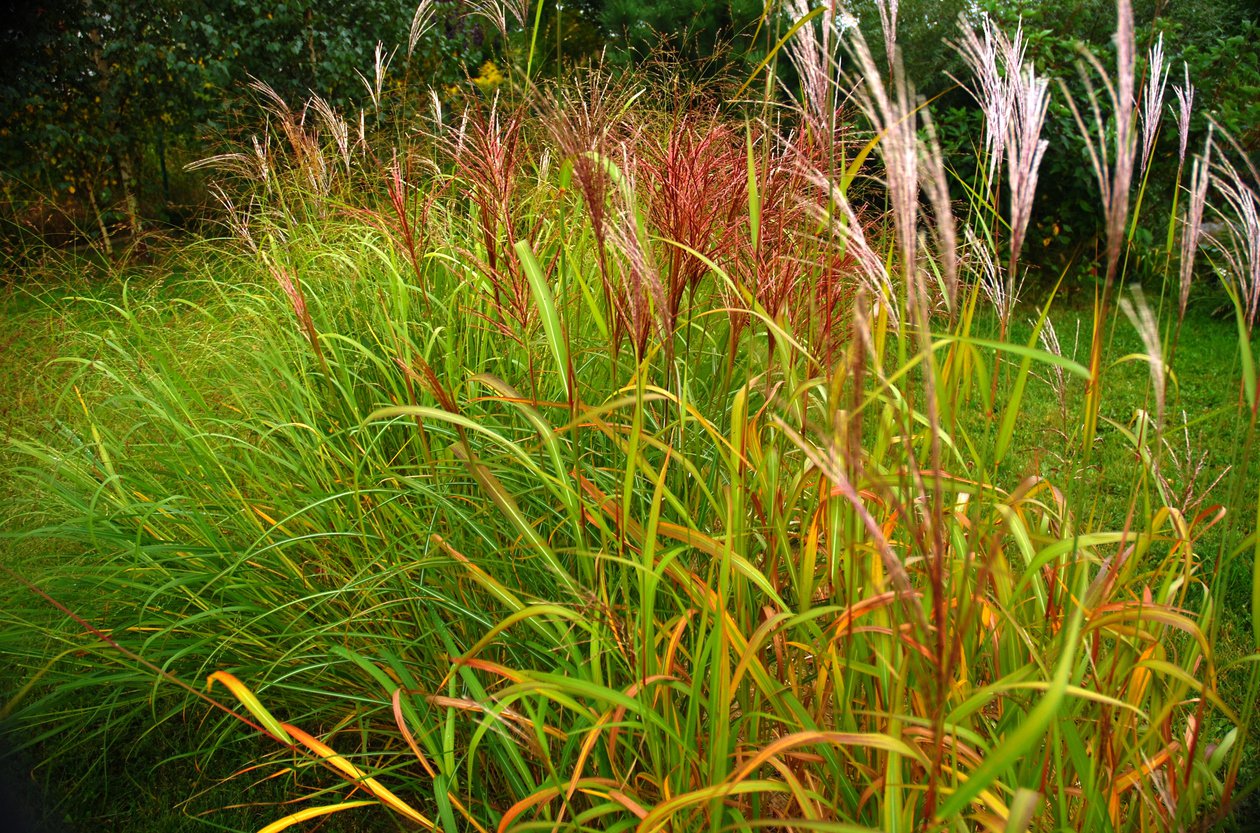 Miskant chiński WINDBRAUT - 2