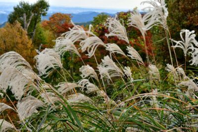 Miskant chiński WINDBRAUT