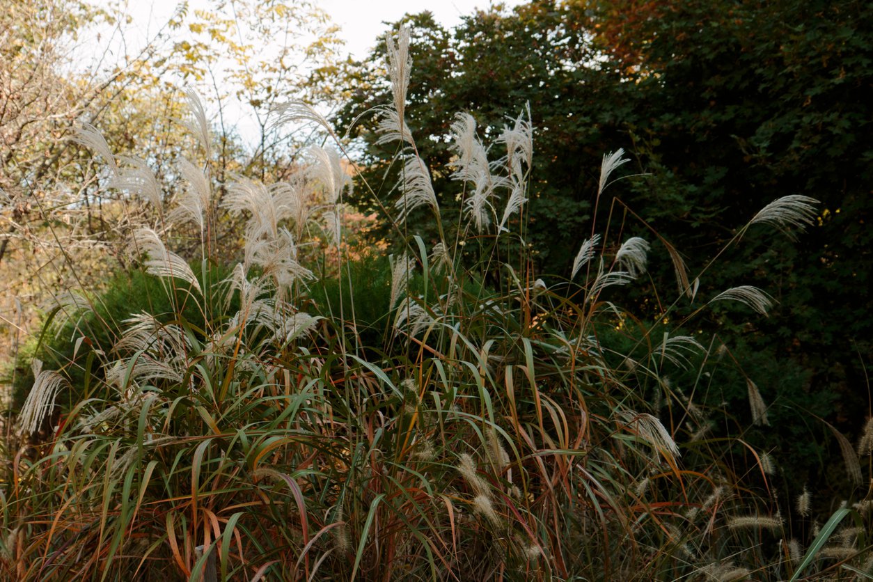 Miskant chiński WINDBRAUT - 4