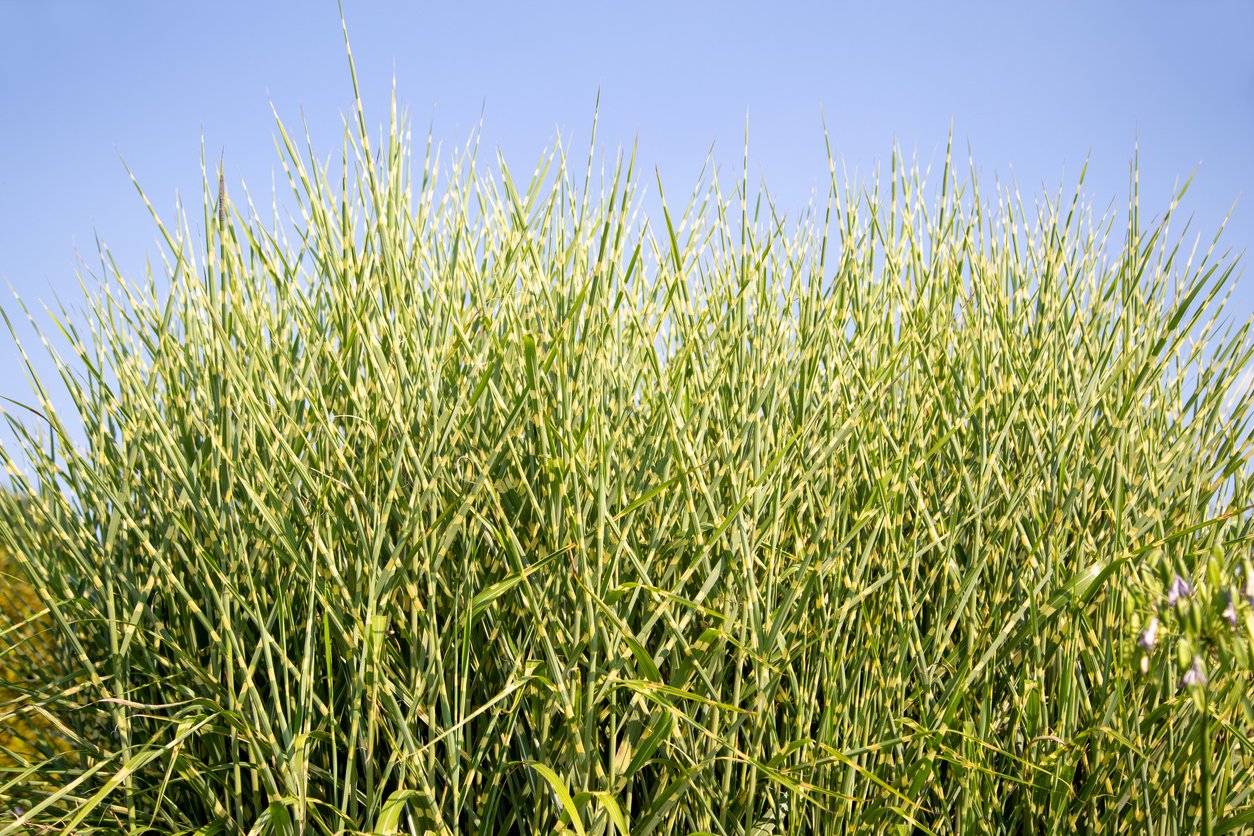 MISKANT CHIŃSKI MYSTERIOUS MAIDEN - 3