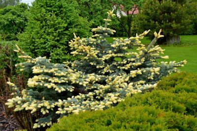 ŚWIERK KŁUJACY BIAŁOBOK