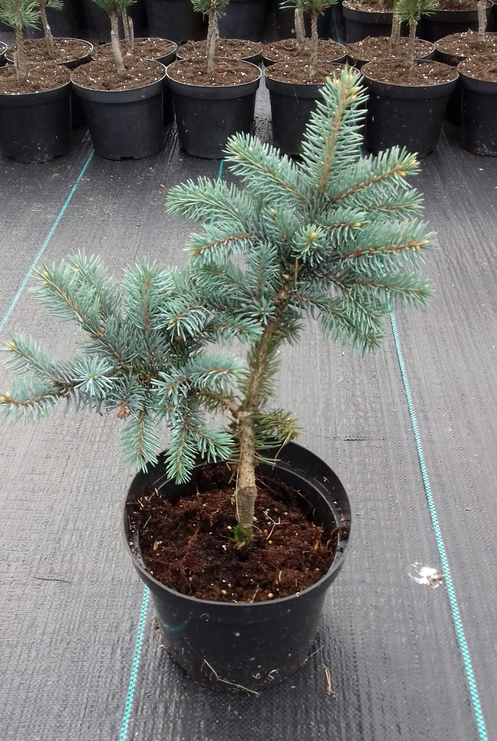 ŚWIERK KŁUJACY BIAŁOBOK - 2