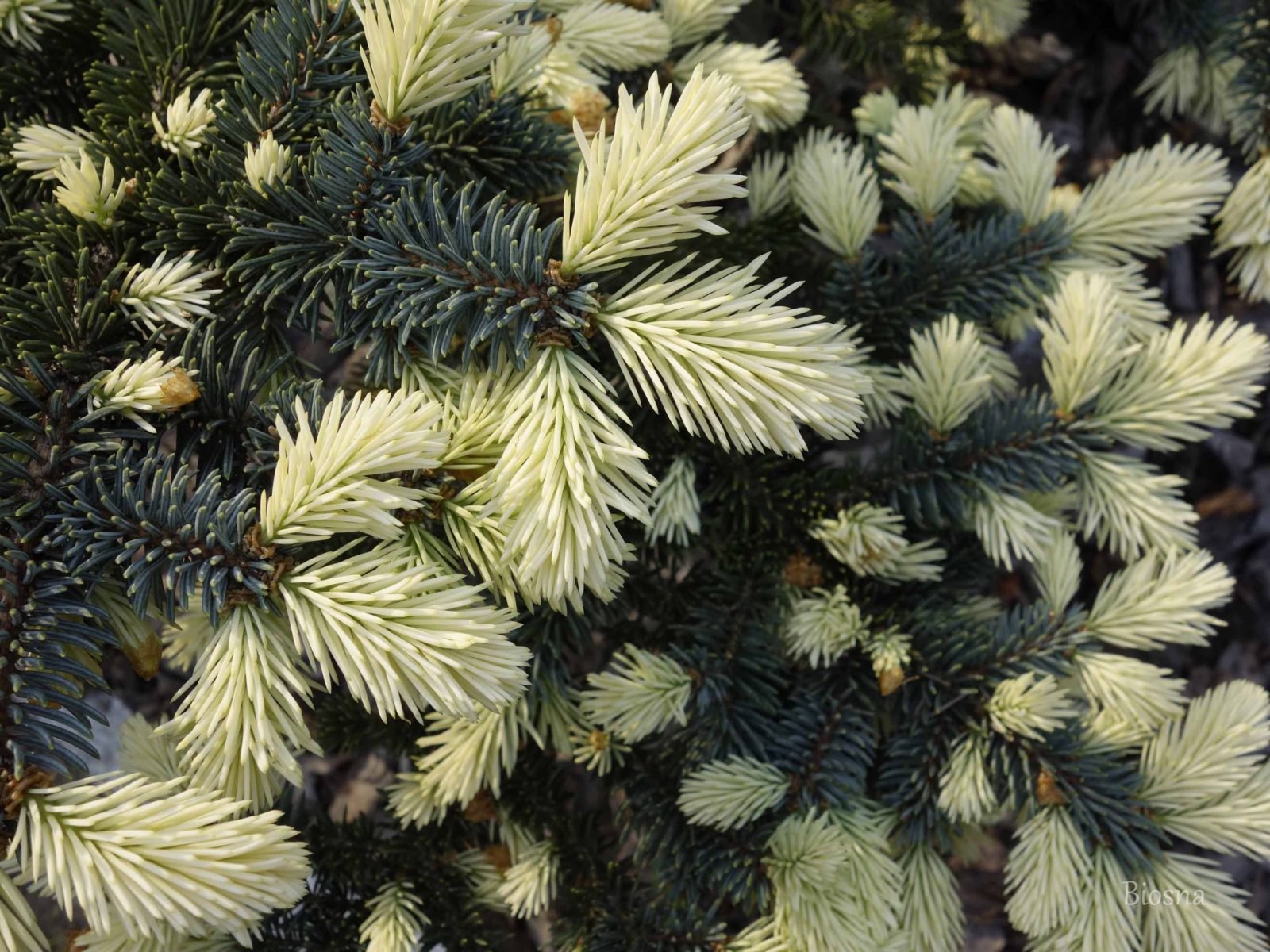 ŚWIERK KŁUJACY BIAŁOBOK - 3