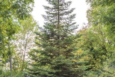 Świerk kaukaski AUREOSPICATA szczepiony