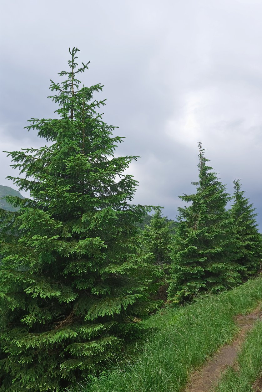 Świerk kaukaski AUREOSPICATA szczepiony - 5