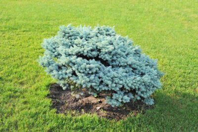 Świerk sitkajski SILBERZWERG sczepiony NA PNIU