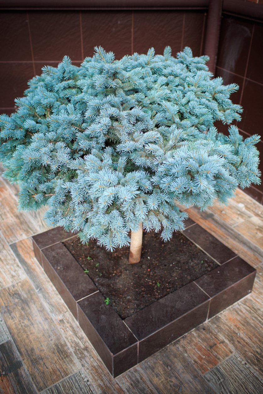 Świerk sitkajski SILBERZWERG sczepiony NA PNIU - 3