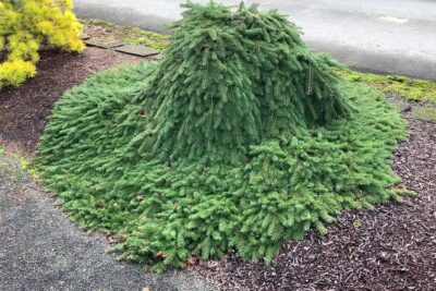 Świerk pospolity FORMANEK szczepiony NA PNIU