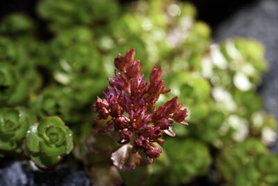 Rozchodnik kaukaski SPOT ON DEEP ROSE