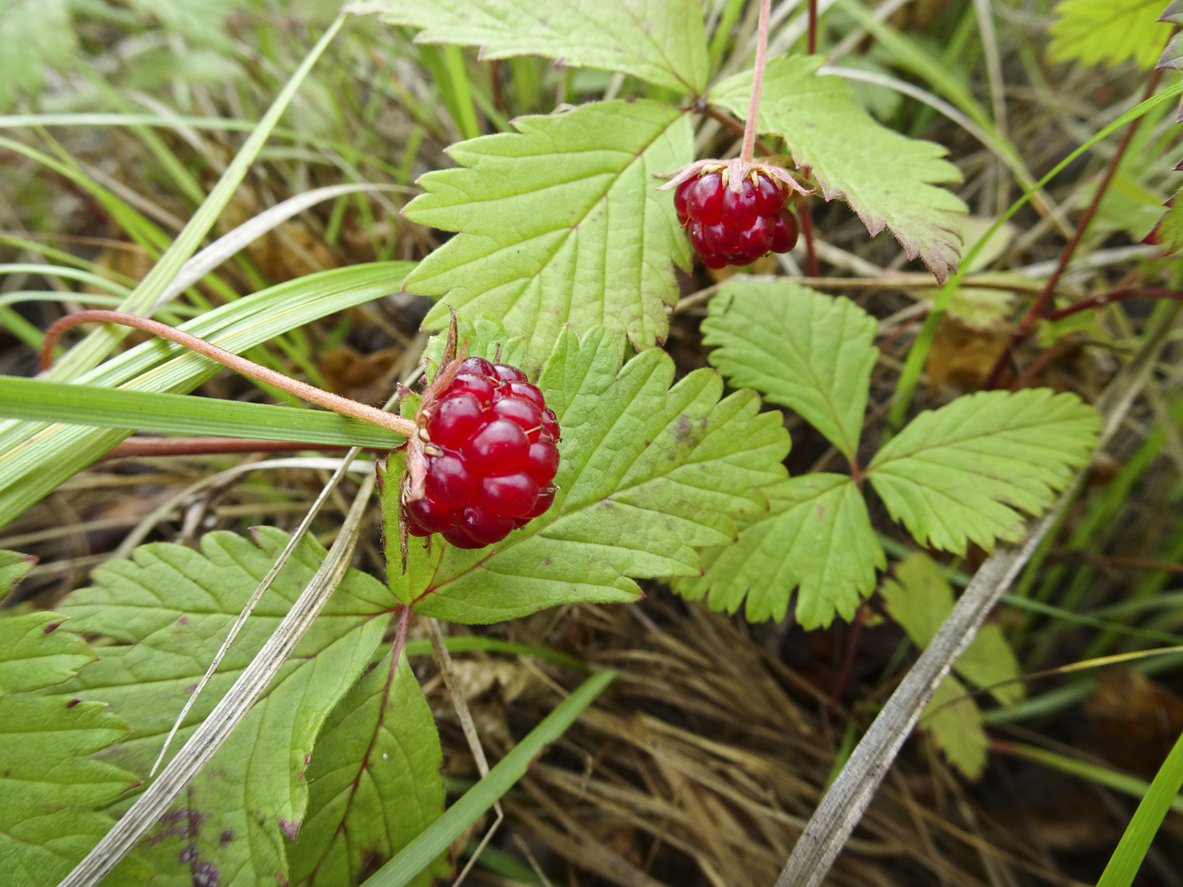 Malina arktyczna TEKSZLA - 4