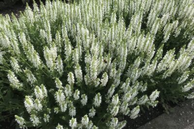 Szałwia omszona COMPACT WHITE