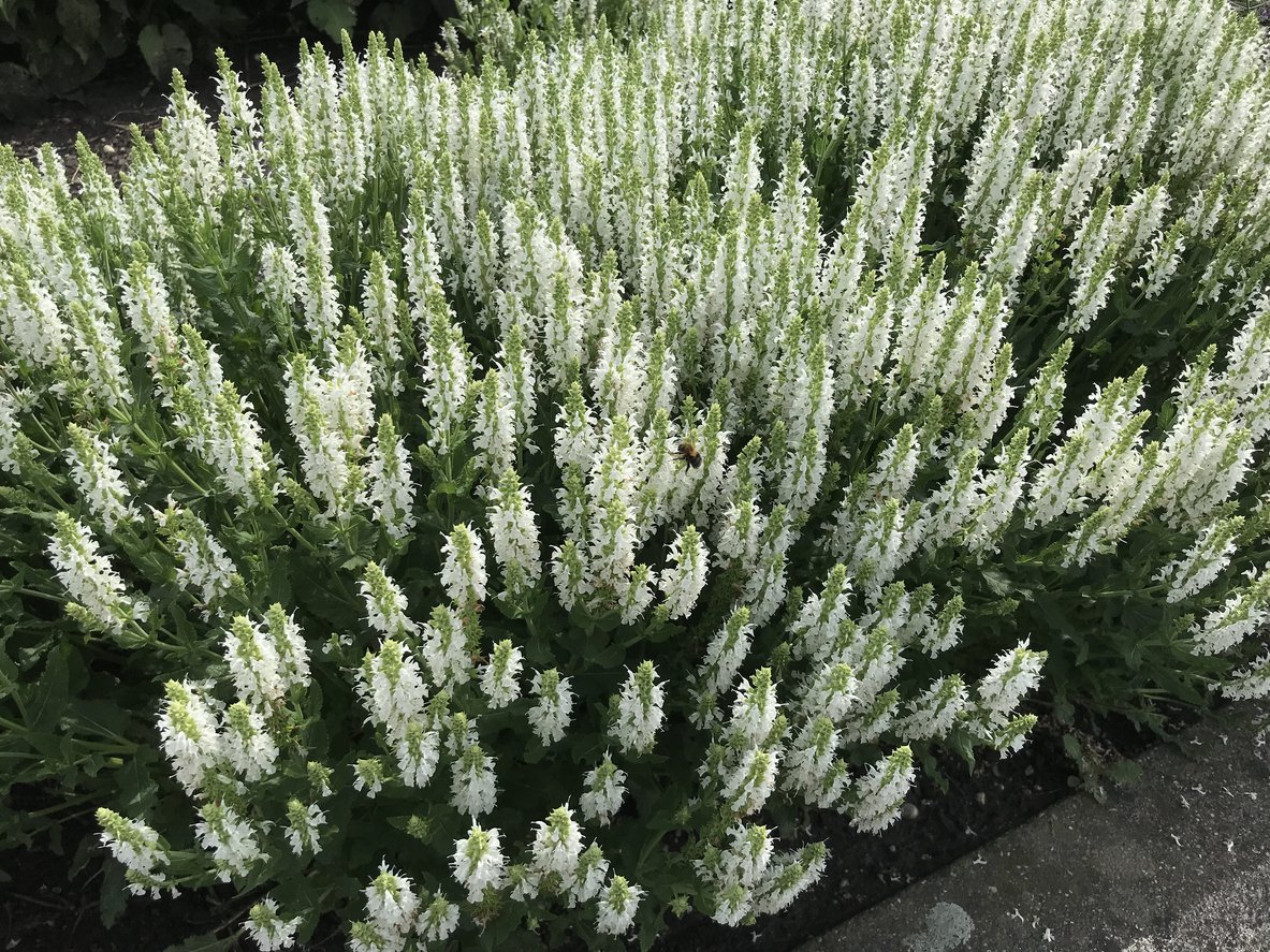 Szałwia omszona COMPACT WHITE