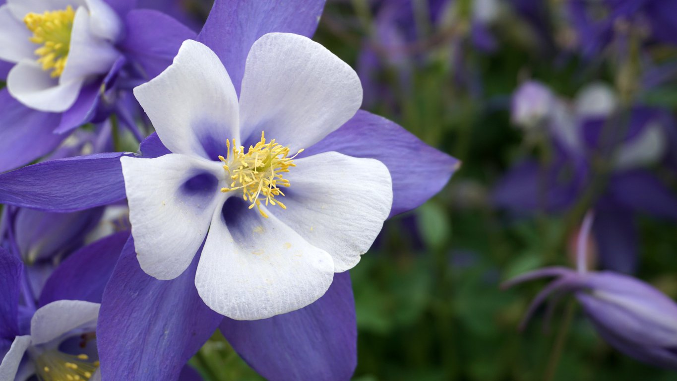 ORLIK BŁEKITNO BIAŁY - 3