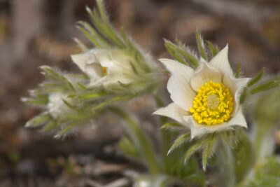 Sasanka zwyczajna PULSAR WHITE