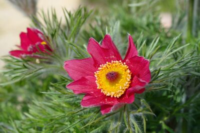 Sasanka zwyczajna RED SHADE