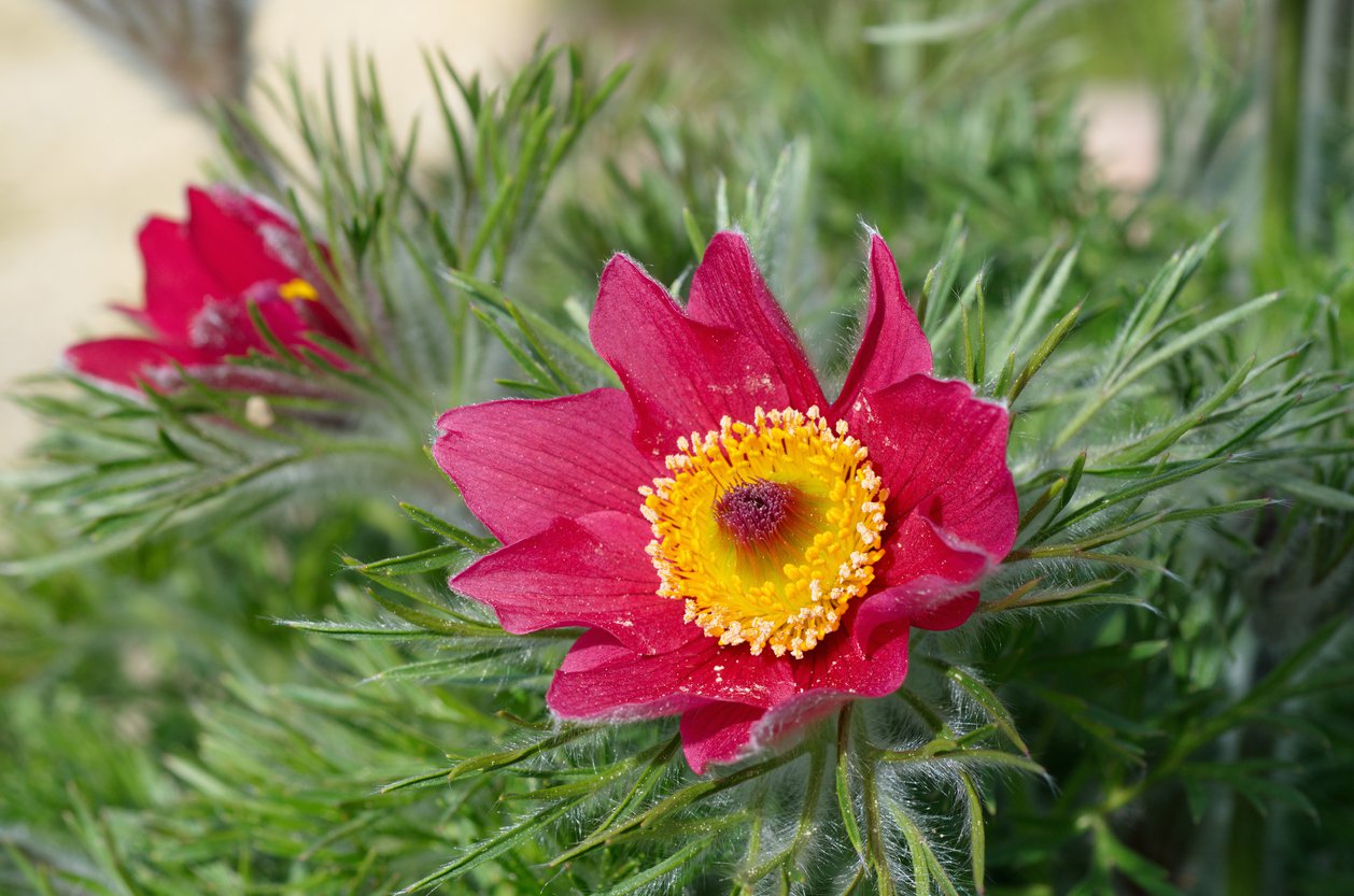 Sasanka zwyczajna RED SHADE