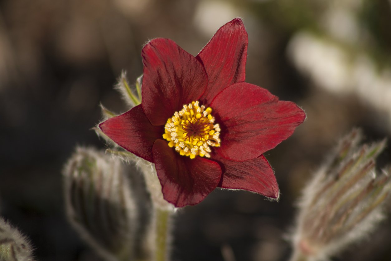 Sasanka zwyczajna RED SHADE - 3