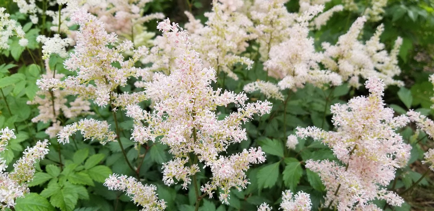 Rodgersja pierzasta WHITE - 2