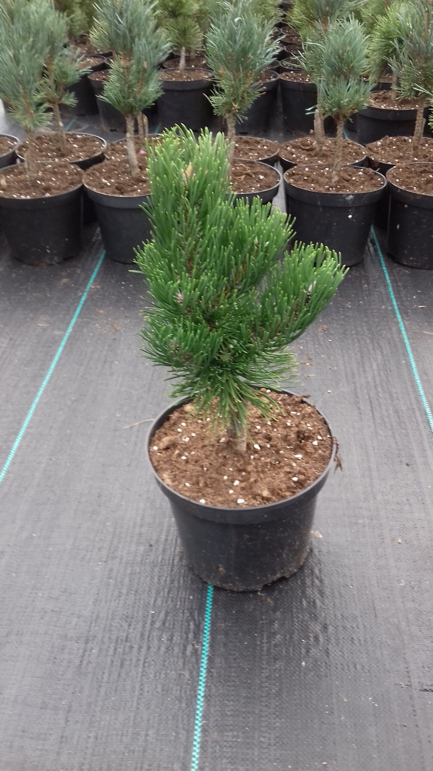 Sosna czarna OREGON GREEN sczepiona - 4