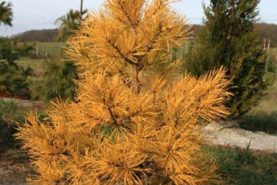 Sosna pospolita AUREA szczepiona