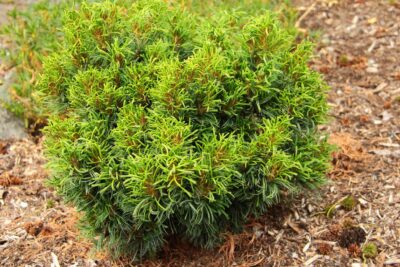 Sosna Wejmutka GREEN TWIST szczepiona NA PNIU