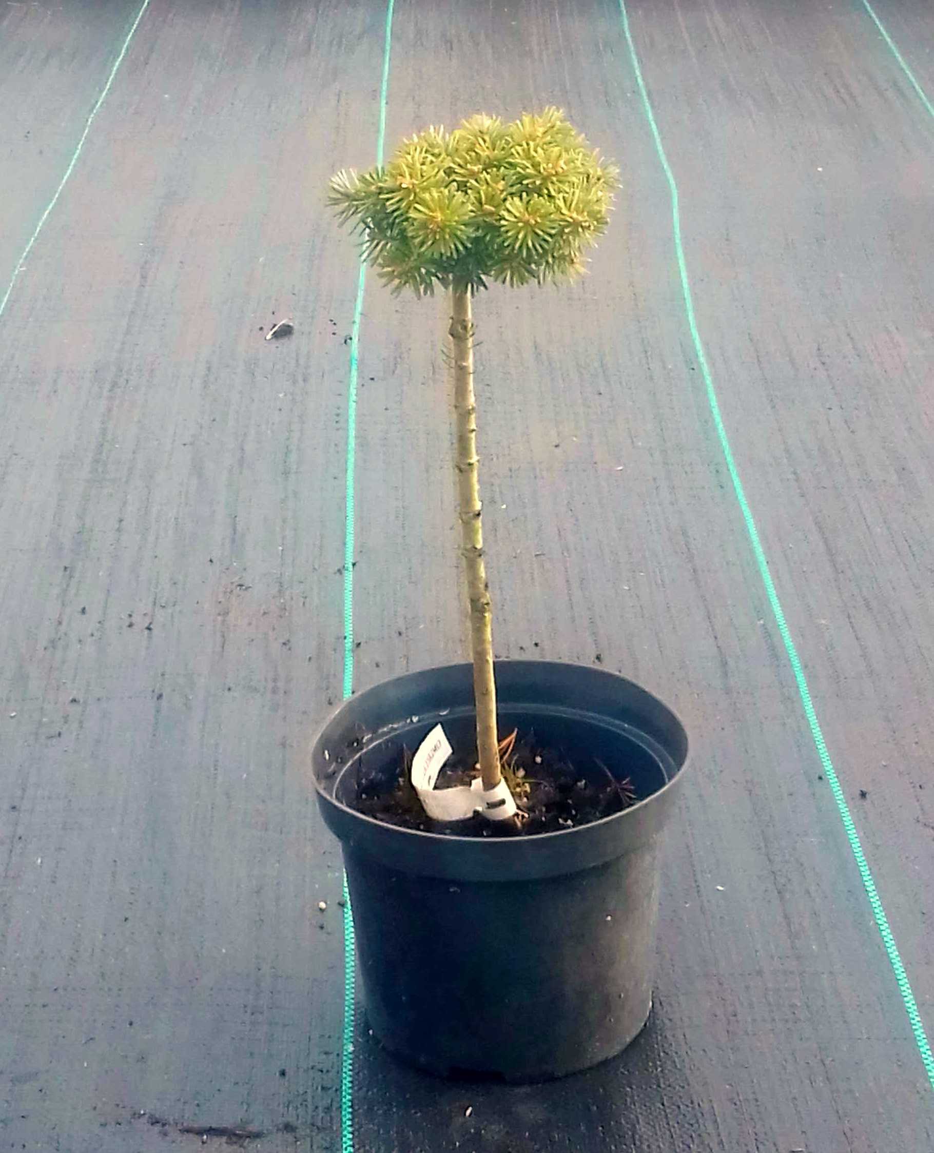 Jodła koreańska BLAUER ESKIMO sczepiona NA PNIU - 4