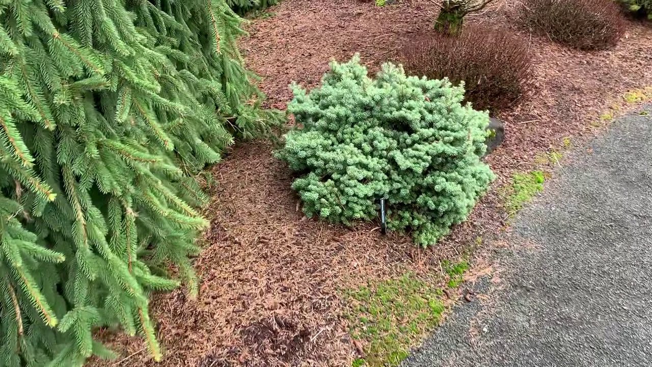 Jodła koreańska BLAUER ESKIMO sczepiona NA PNIU - 2