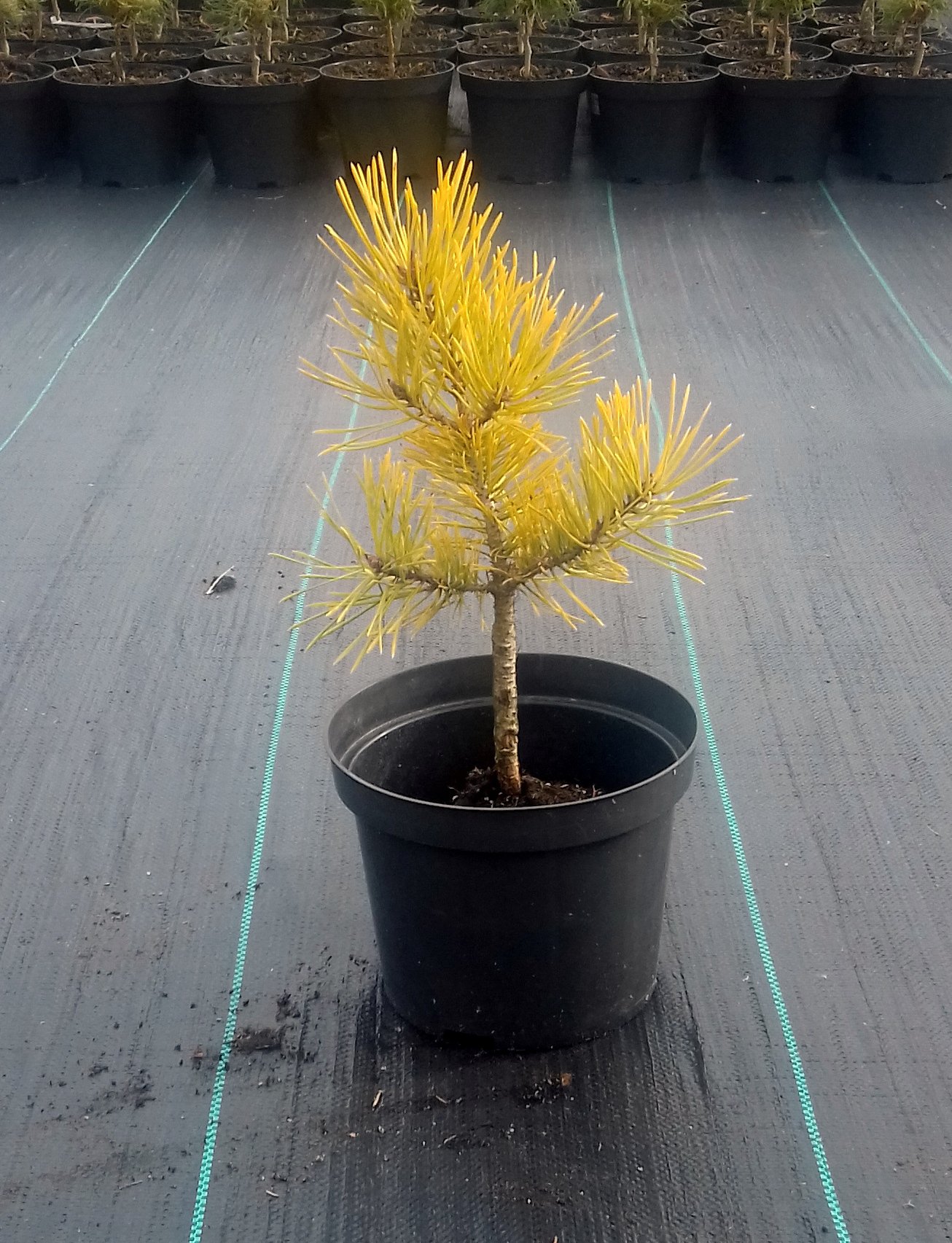 Sosna pospolita AUREA szczepiona - 4