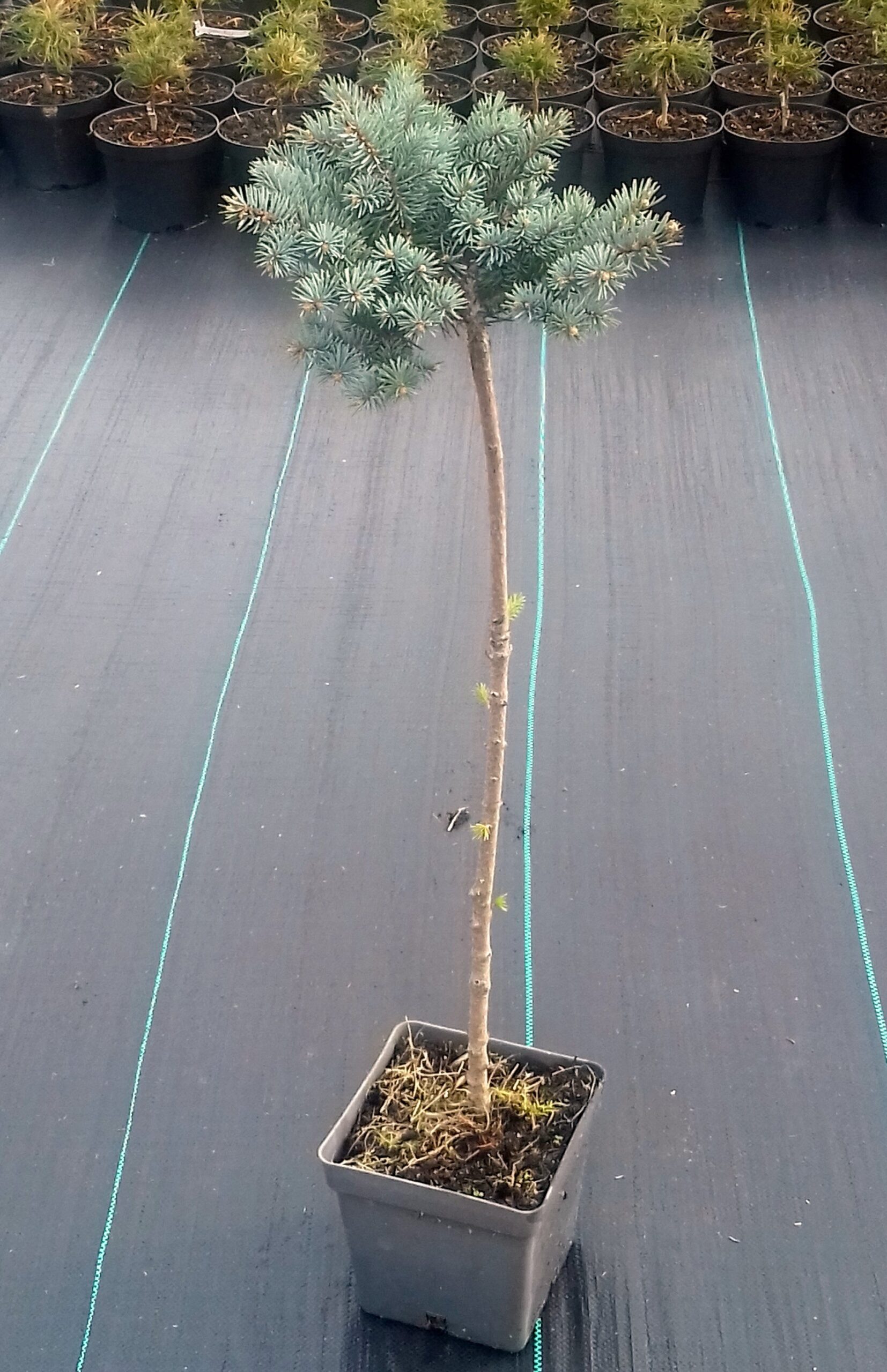 Świerk kłujący GLOBOSA 4 letni sczepiony NA PNIU - 4