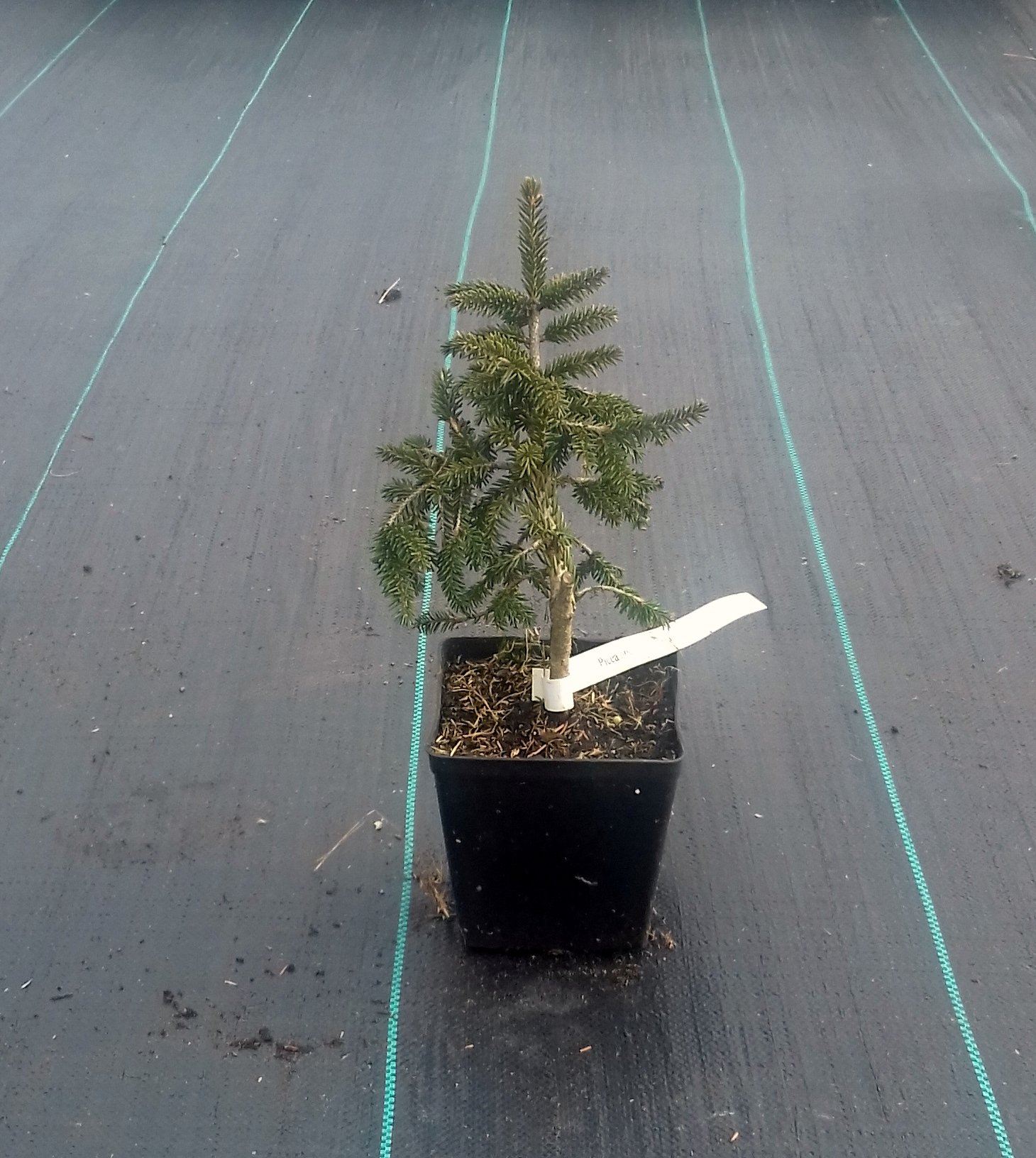 Świerk kaukaski AUREOSPICATA szczepiony - 7