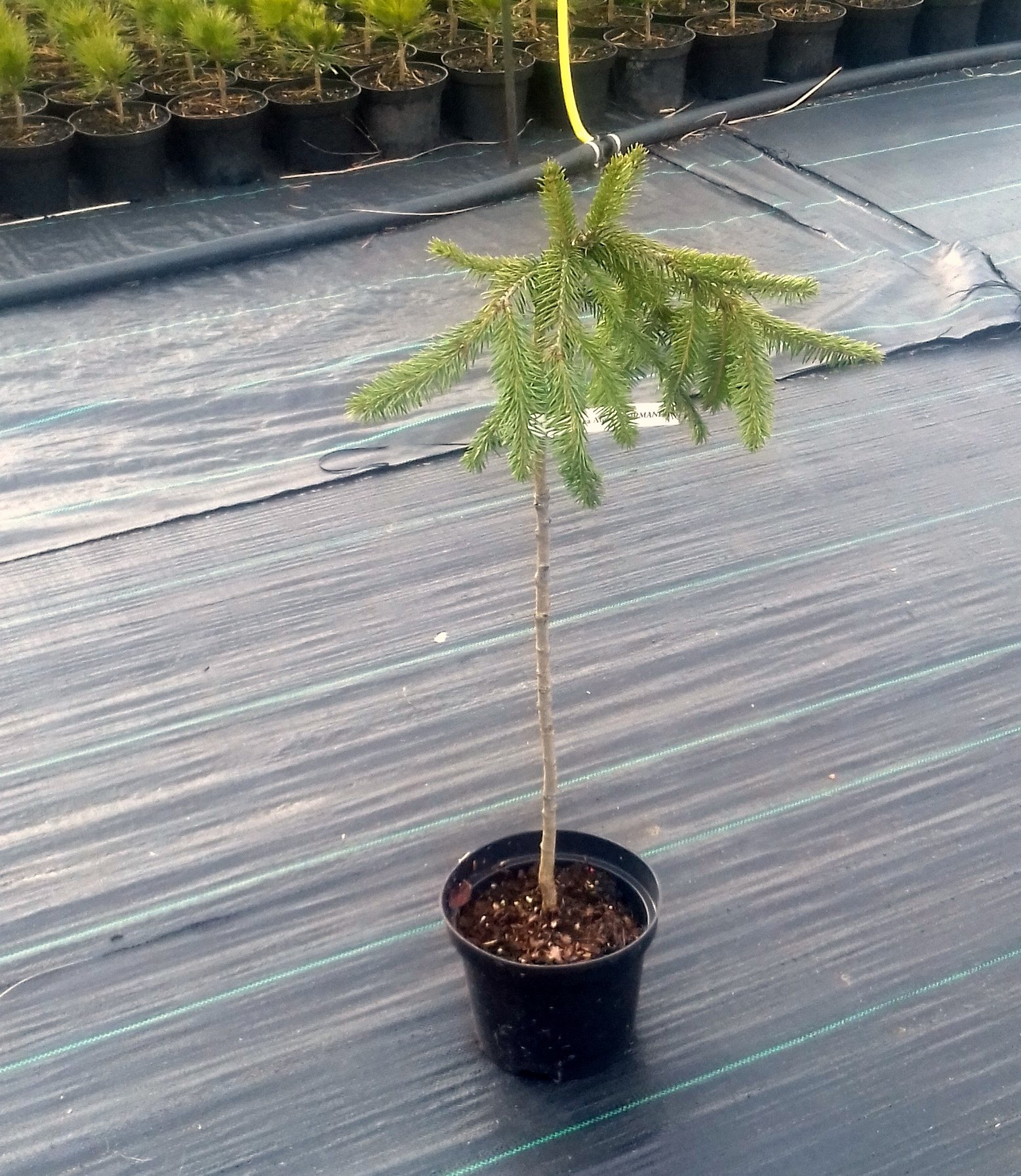 Świerk pospolity FORMANEK szczepiony NA PNIU - 6