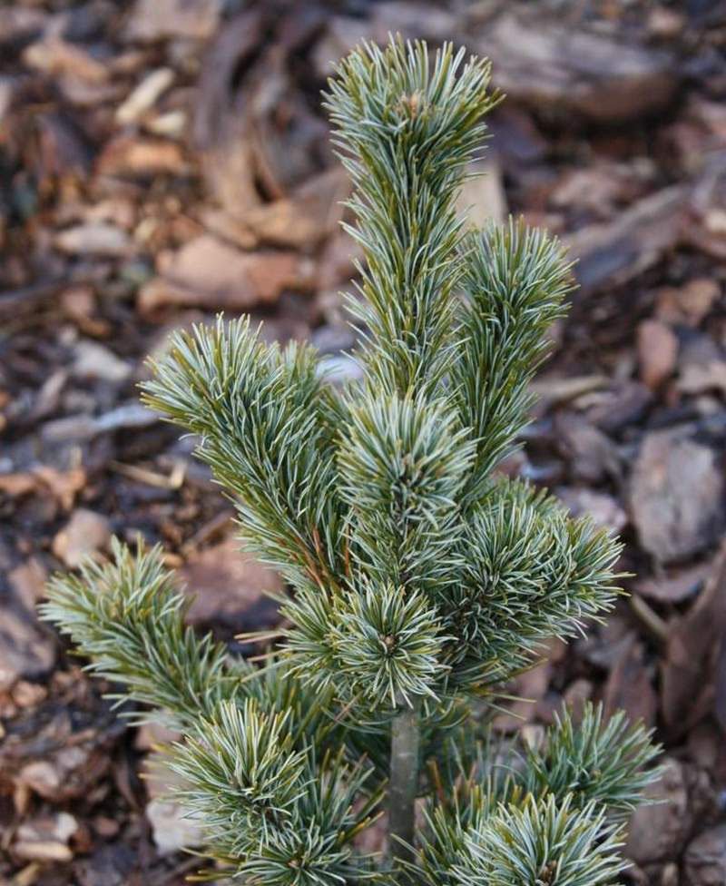 Sosna drobnokwiatowa RYU-JU szczepiona - 3