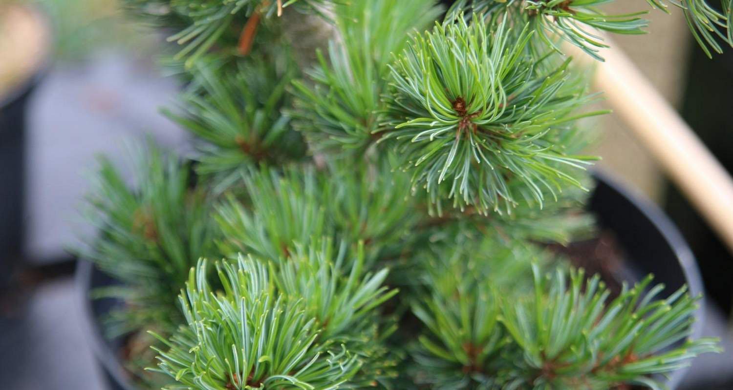 Sosna drobnokwiatowa RYU-JU szczepiona - 4