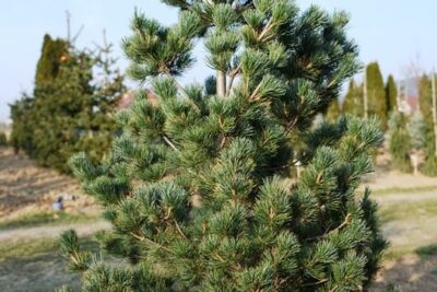 Sosna drobnokwiatowa RYU-JU szczepiona