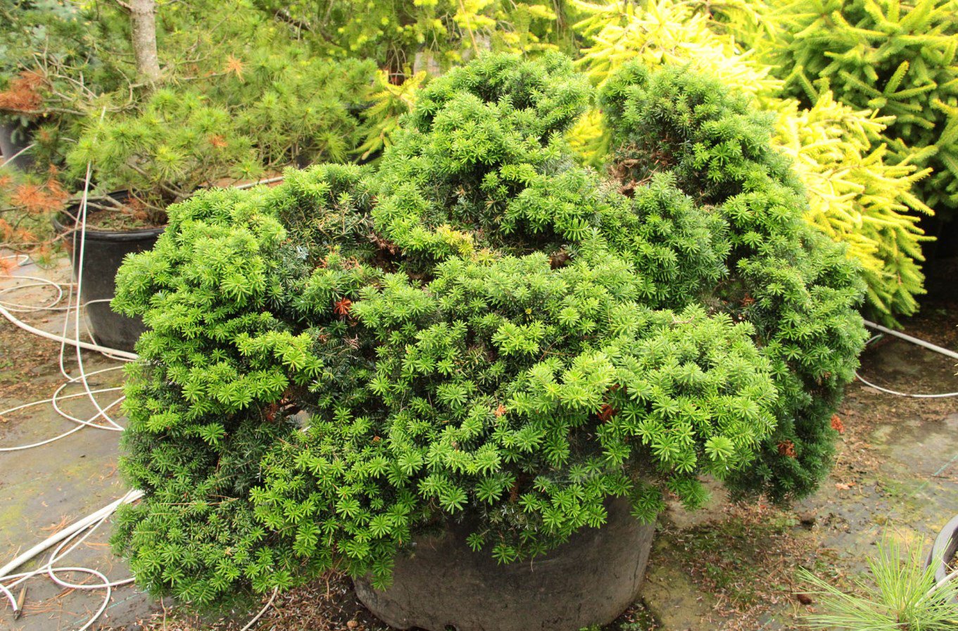 Jodła koreańska CIS sczepiona NA PNIU - 2