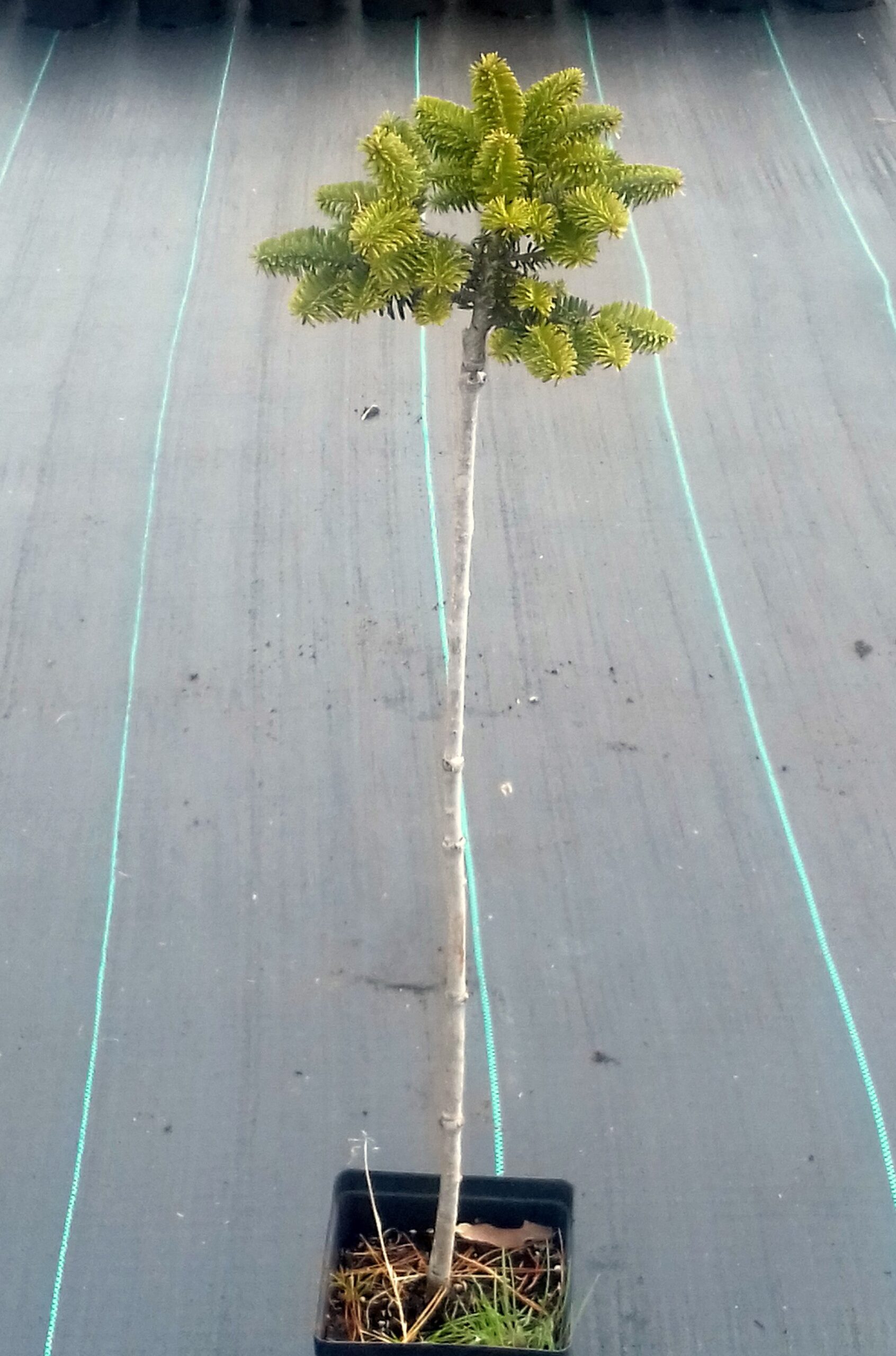 Jodła koreańska CIS sczepiona NA PNIU - 5