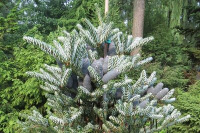 Jodła koreańska SILVER STAR szczepiona