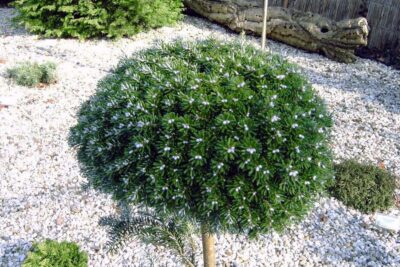 Jodła koreańska SILBERKUGEL szczepiona NA PNIU