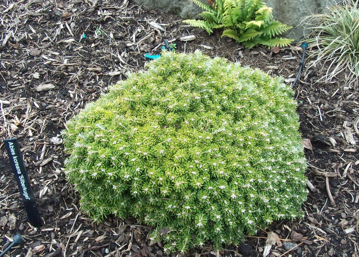 Jodła koreańska SILBERKUGEL szczepiona NA PNIU - 3